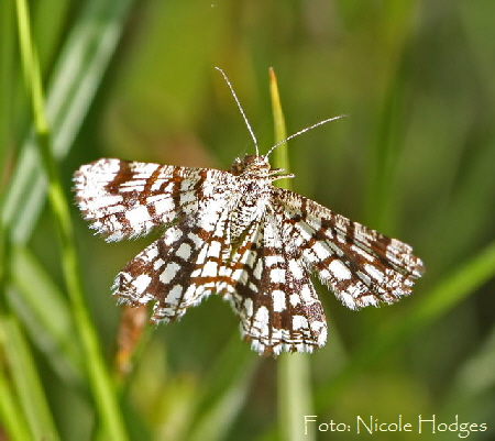 Gitterspanner Chiasmia clathrata 18.05.09 BrachackerbeiMlldeponie-1-N
