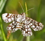 Gitterspanner Chiasmia clathrata 2 kl.