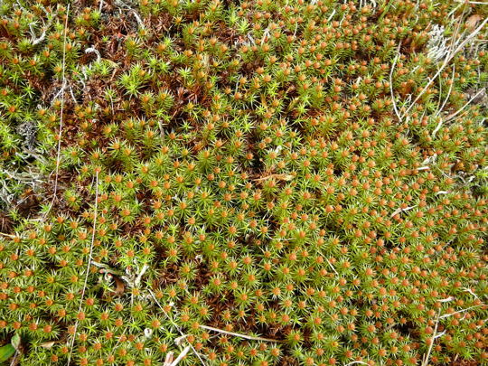 Glashaar-Haarmtzenmoos April 2008 Wildblumen Httenfeld-Viernheimer Wald 054