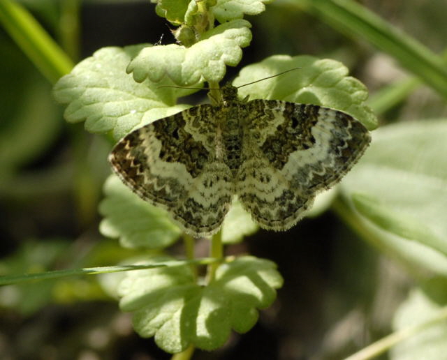 Graubinden-Labkrautspanner (Epirrhoe alternata) Mai 2011 Biedensand Veilchen und Insekten NIKON 081