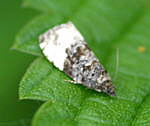 Grauer Knospenwickler Hedya cf. nubifera kl.1