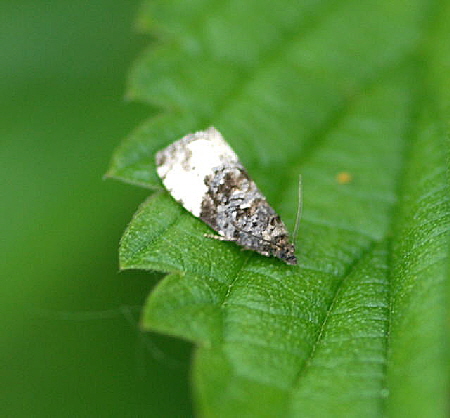 Grauer Knospenwickler Hedya cf. nubifera Mai 2010 Hemsbach Grab