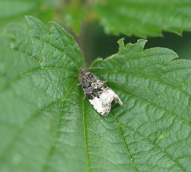 Grauer Knospenwickler. Hedya cf. nubifera Mai 2010 Hemsbach Graben NIKON 102