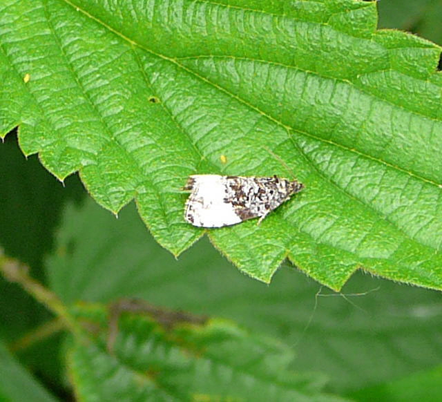 Grauer Knospenwickler. Hedyia cf. nubifera Mai 2010 Hemsbach Graben u. Kaefer 065