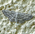 Grauer Zwergspanner (Idaea seriata) 2 kl.