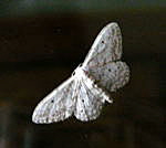 Grauer Zwergspanner kl.