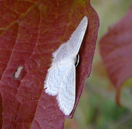 Graulinien-Zwergspanner (Idae cf.subsericeata) Juli 2010 Insekten Garten u. Huett hinter Friedhof 099