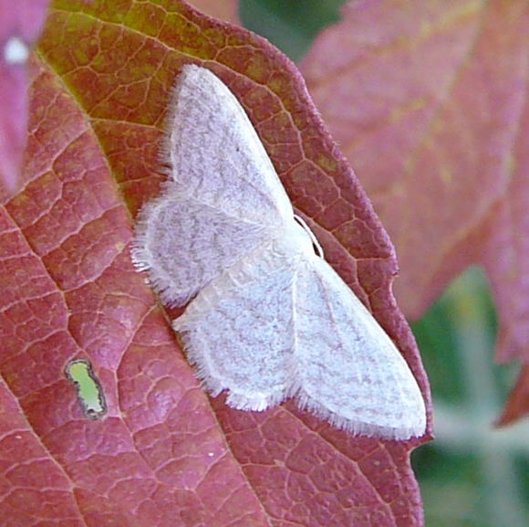 Graulinien-Zwergspanner (Idaea cf. subsericeata) Juli 2010 Insekten Garten u. Huett hinter Friedhof 098