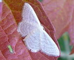 Graulinien-Zwergspanner (Idaea cf.subsericeat kl.