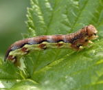 Groe Frostspanner Erannis defoliaria kl.