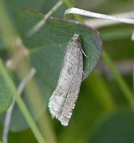 Groer Pestwurzwickler Epiblema cf. grandaevana 9.7.2011 Allgu Alpen Fellhorn 50