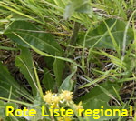 Grokpfiger Pippau (Crepis conyzifolia) Blatt kl.