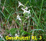 Grnliche Waldhyazinthe G kl.