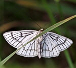 Hartheuspanner-Siona lineata kl.