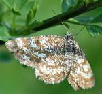 Heidespanner Ematurga atomaria kl.
