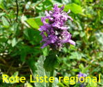 Heil-Ziest (Betonica officinalis) kl.