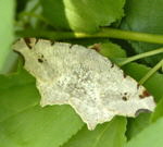 Hellgrauer Eckflgelspanner (Macaria notata) kl.