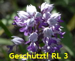 Helm-Knabenkraut (Orchis militaris) 2 kl.