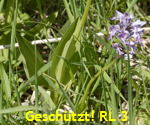Helm-Knabenkraut (Orchis militaris) 3 kl.