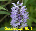 Helm-Knabenkraut (Orchis militaris) kl.