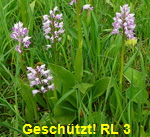 Helm-Knabenkraut  Orchis militaris 4 kl.