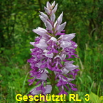 Helm-Knabenkraut  Orchis militaris 5 kl.