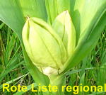 Herbstzeitlose (Colchicum autumnale) Frucht kl.