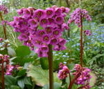Herzblttrige Bergenie (Bergenia cordifolia)  kl.