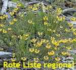 Hufeisenklee (Hippocrepis comosa) 1kl.