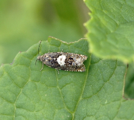 Huflattichwickler Epiblema sticticana  9.7.2011 Allgu Alpen Fellhorn 72