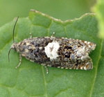 Huflattichwickler Epiblema sticticana  kl.