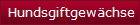 Hundsgiftgewchse
