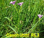 Klebriger Lein (Linum viscosum)  1 kl.