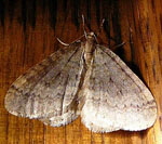 Kleiner Frostspanner Operophtera brumata kl.