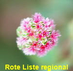 Kleiner Wiesenknopf (Sanguisorba minor) Pimpinelle kl.1