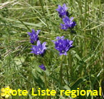 Knuel-Glockenblume (Campanula glomerata).kl.