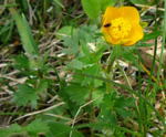 Knolliger Hahnenfu (Ranunculus bulbosus) kl.