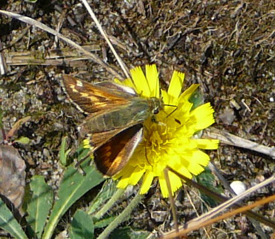 Komma-Dickkopffalter 23.8.08_Stralsund Ozeanum_Barhft Bodden_ColbitzLetzlinger Heide 137