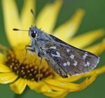 Komma-Dickkopffalter Hesperia comma kl.