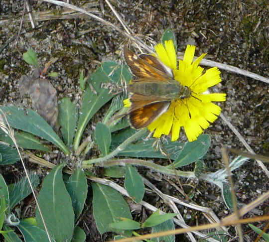 Komma-Dickkopffalter Ozeanum_Barhft Bodden_ColbitzLetzlinger Heide 138