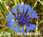 Kornblume kl.
