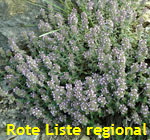 Krainer Thymian (Thymus pulegioides ssp. carniolicus). 1 kl.