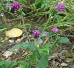 Krause Distel (Carduus crispus) kl.