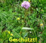 Kugel-Knabenkraut G kl.