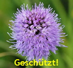 Kugel-Knabenkraut kl.