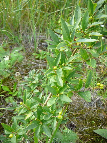 Liguster (Ligustrum cf. vulgare) evtl. - Sept 2010 Viernheimer Glockenbuckel Blumen 086