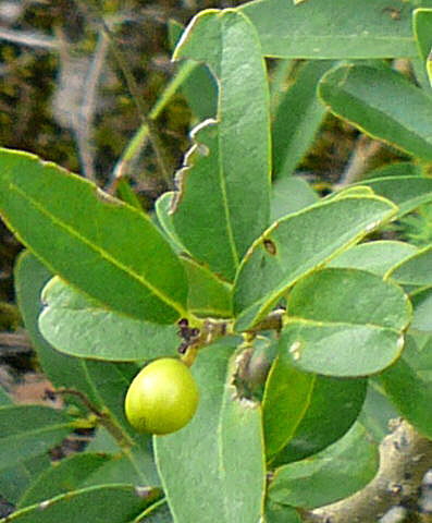 Liguster (Ligustrum cf. vulgare) evtl. - Sept 2010 Viernheimer Glockenbuckel Blumen 086a