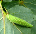 Lindenschwrmer Raupe kl.