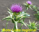 Mariendistel (Silybum marianum) kl.