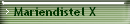 Mariendistel X